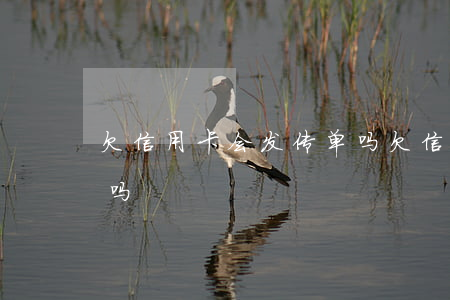 欠信用卡会发传单吗(欠信用卡会发抓捕信息吗)