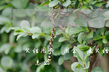 欠信用卡備用金額度(欠信用卡備用金還不上會怎么樣)