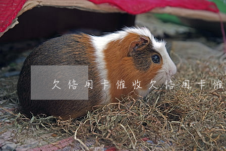 欠信用卡 催收 欠信用卡催收影響家人