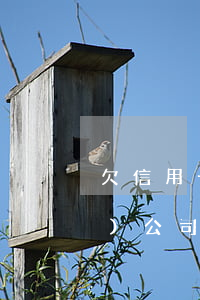欠信用卡入職新公司-欠信用卡注冊(cè)公司