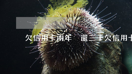 欠信用卡兩年沒還三千(欠信用卡3千2年了)