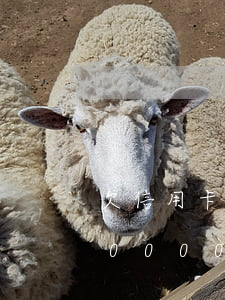 欠信用卡兩百還兩萬(wàn)(欠信用卡20000會(huì)立案嗎)