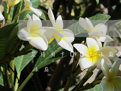 欠信用卡兩萬上法庭怎么辦（欠信用卡兩萬上法庭）