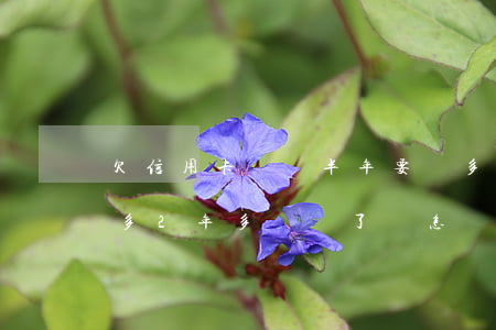 欠信用卡兩萬半年要還多少-欠信用卡2萬多,2年多沒還了會怎樣