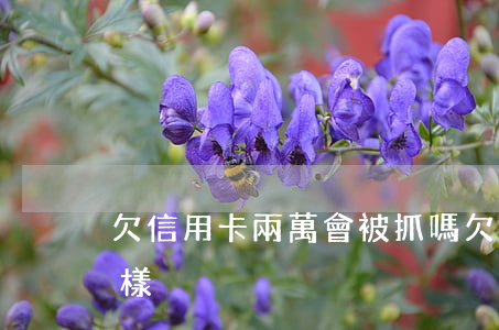 欠信用卡兩萬會被抓嗎(欠信用卡2萬會怎么樣)
