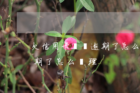 欠信用卡兩萬逾期了怎么辦(欠信用卡兩萬逾期了怎么辦理)