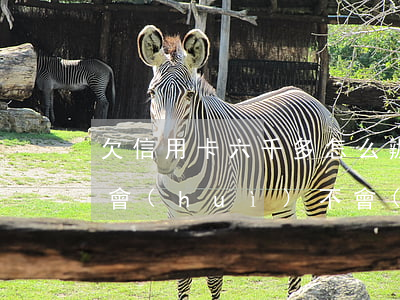 欠信用卡六千多怎么辦(欠信用卡6000多會(huì)不會(huì)被起訴)