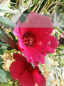欠信用卡六萬(wàn)如果逾期沒(méi)還怎么辦-欠信用卡六萬(wàn)如果逾期沒(méi)還怎么辦呢