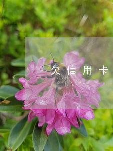 欠信用卡几年会坐牢(欠信用卡几年会坐牢)
