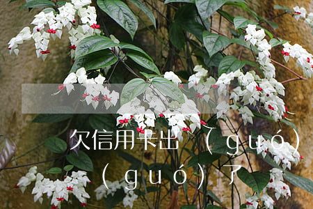 欠信用卡出國(guó)可以嗎(欠信用卡出國(guó)了)