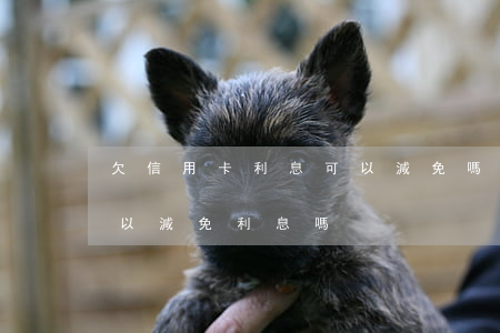 欠信用卡利息可以減免嗎（郵政信用卡逾期可以減免利息嗎）