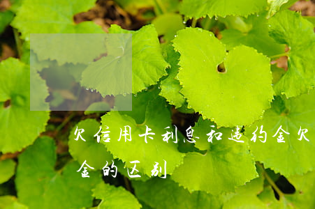 欠信用卡利息和违约金(欠信用卡利息和违约金的区别)