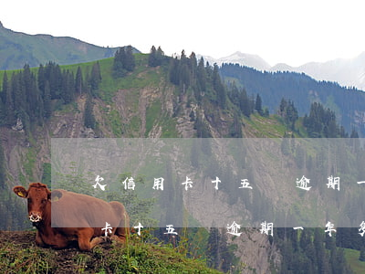 欠信用卡十五萬逾期一年多了上海-欠信用卡十五萬逾期一年多了上海會起訴嗎