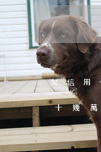 欠信用卡十幾萬不還跑了可以嗎-欠信用卡十幾萬不還的后果是什么?