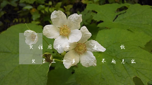 欠信用卡十幾萬房貸還能貸嗎(貸款加信用卡欠了三十多萬還不起怎么辦)
