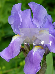 欠信用卡十萬多少利息(欠信用卡10萬)