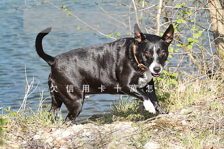 欠信用卡十萬怎么跑路(欠信用卡十萬怎么上岸)