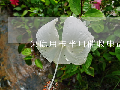 欠信用卡半月催收电话：真实情况及应对策略