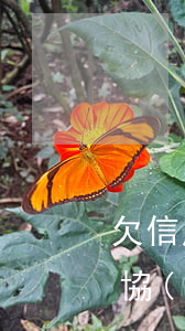欠信用卡協(xié)商通話錄音(欠信用卡協(xié)商通話錄音違法嗎)