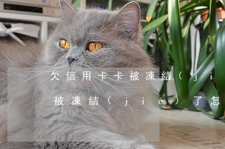 欠信用卡卡被凍結(jié)了(欠信用卡卡被凍結(jié)了怎么解凍)
