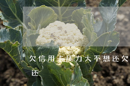 欠信用卡压力大不想还 欠信用卡压力大不想还