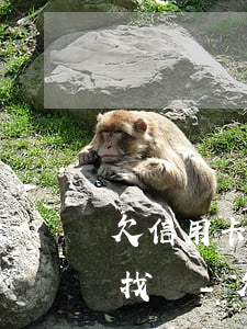 欠信用卡及網(wǎng)貸的款會到單位找嗎-欠信用卡及網(wǎng)貸的款會到單位找嗎知乎