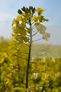 欠信用卡发别人微信(欠信用卡钱使用微信会被扣吗)