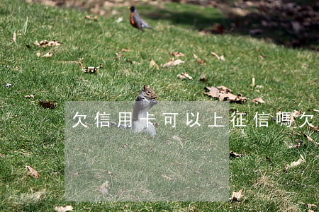 欠信用卡可以上征信嗎(欠信用卡不還可以嗎)