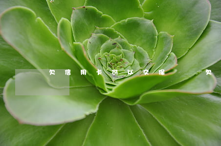 欠信用卡可以交保險嗎(欠信用卡可以買理財嗎)