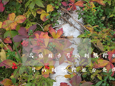 欠信用卡可以到银行柜台查询吗-欠信用卡可以到银行柜台查询吗安全吗