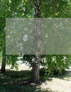 欠信用卡可以办停息吗