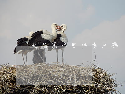 欠信用卡可以当兵嘛