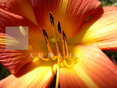 欠信用卡可以用花唄嗎