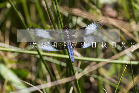 欠信用卡可以貸款嗎?（欠信用卡可以賴賬嗎）