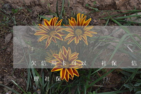 欠信用卡可以辦社保嗎（信用卡逾期能不能辦理社保）