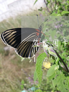 欠信用卡可以開公司嗎（欠信用卡可以進(jìn)工廠嗎）