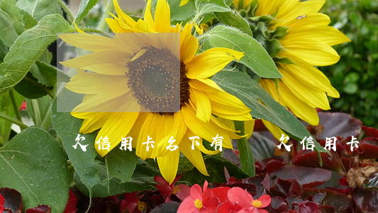 欠信用卡名下有車貸(欠信用卡車貸好下嗎)