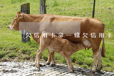 欠信用卡命一條 欠信用卡最后都怎么處理的