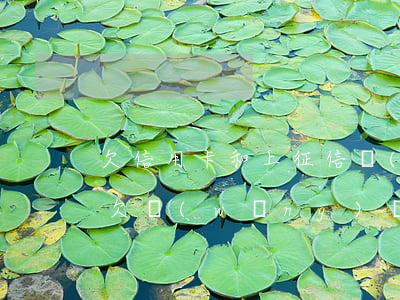 欠信用卡和上征信網(wǎng)貸16萬(欠網(wǎng)貸上征信嗎)
