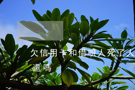 欠信用卡和借唄人死了(人死了欠的借唄需要還嗎)