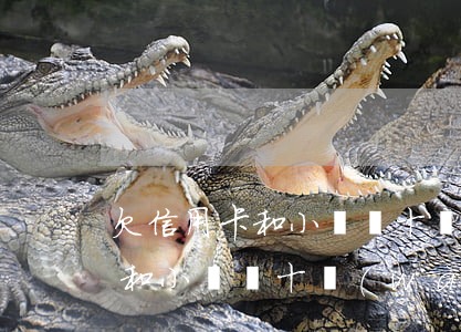 欠信用卡和小貸幾十萬(wàn)(欠信用卡和小貸幾十萬(wàn))