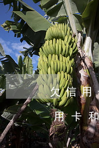 欠信用卡和網(wǎng)貸一直沒還(欠信用卡和網(wǎng)貸無法還)