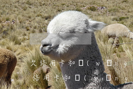 欠信用卡和網(wǎng)貸已無力償還(欠信用卡和網(wǎng)貸的錢無力償還怎么辦)