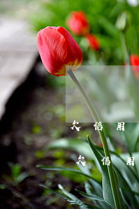 欠信用卡和網(wǎng)貸無力償還自首(欠信用卡和網(wǎng)貸無力償還自首)