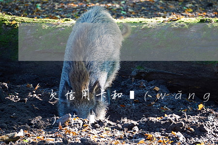 欠信用卡和網(wǎng)貸現(xiàn)在內(nèi)心要崩潰了(欠網(wǎng)貸還是欠信用卡)