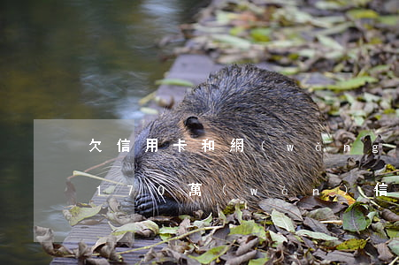 欠信用卡和網(wǎng)貸的90后(欠了170萬(wàn)信用卡和網(wǎng)貸如何翻身)