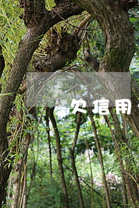 欠信用卡和網(wǎng)貸的人