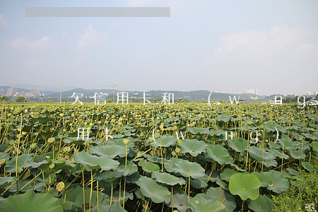 欠信用卡和網(wǎng)貸進廠(欠大量信用卡網(wǎng)貸走投無路)