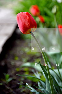 欠信用卡和网贷到底先还哪个好(贷款是不是要把信用卡网贷还清吗)
