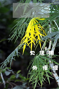 欠信用卡和网贷在国外不回来(欠信用卡跑国外慢慢还可以吗)